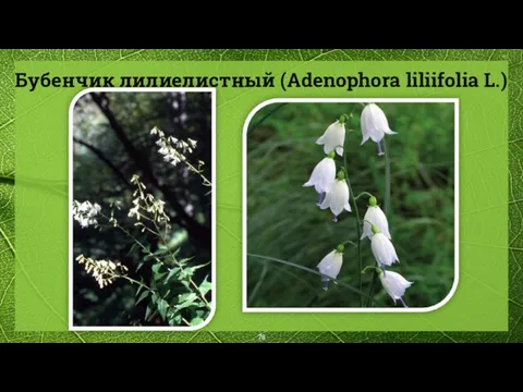 Бубенчик лилиелистный (Adenophora liliifolia L.)
