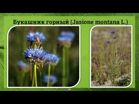 Букашник горный (Jasione montana L.)
