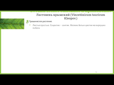 Ботаническое описание и применение Ластовень крымский (Vincetóxicum tauricum Kleopov.) Травянистое