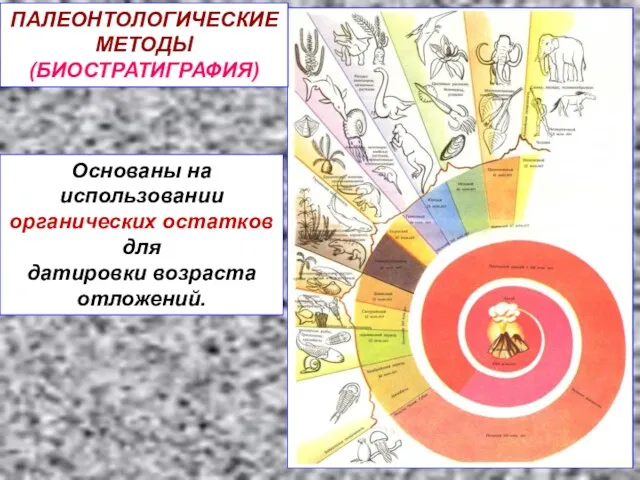 ПАЛЕОНТОЛОГИЧЕСКИЕ МЕТОДЫ (БИОСТРАТИГРАФИЯ) Основаны на использовании органических остатков для датировки возраста отложений.