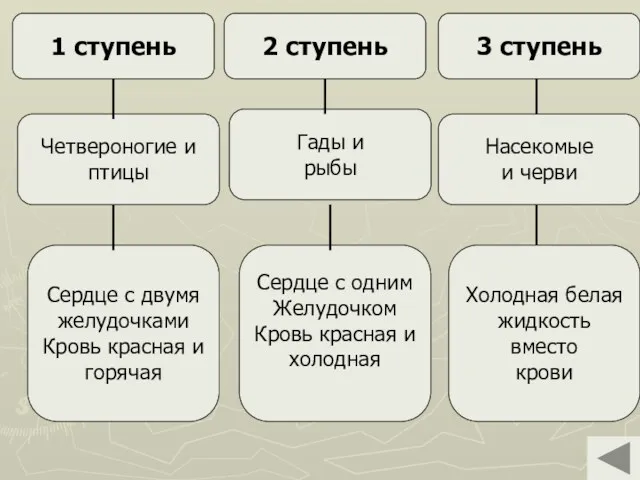 1 ступень 2 ступень 3 ступень Насекомые и черви Сердце