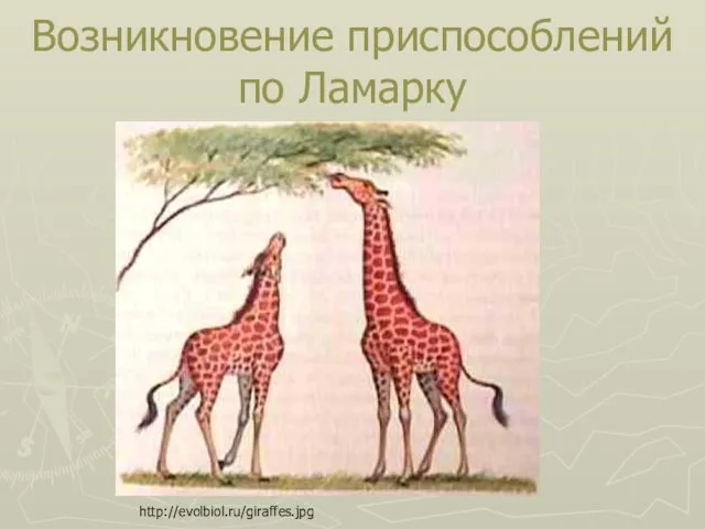 Возникновение приспособлений по Ламарку http://evolbiol.ru/giraffes.jpg