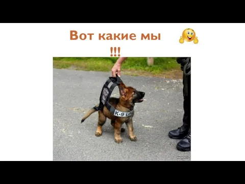 Вот какие мы !!!