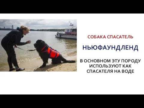 СОБАКА СПАСАТЕЛЬ НЬЮФАУНДЛЕНД В ОСНОВНОМ ЭТУ ПОРОДУ ИСПОЛЬЗУЮТ КАК СПАСАТЕЛЯ НА ВОДЕ