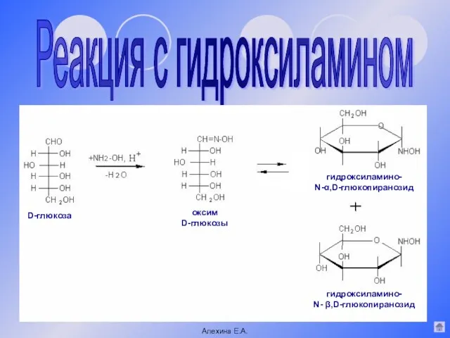 Реакция с гидроксиламином Алехина Е.А. D-глюкоза оксим D-глюкозы гидроксиламино- N-α,D-глюкопиранозид гидроксиламино- N- β,D-глюкопиранозид