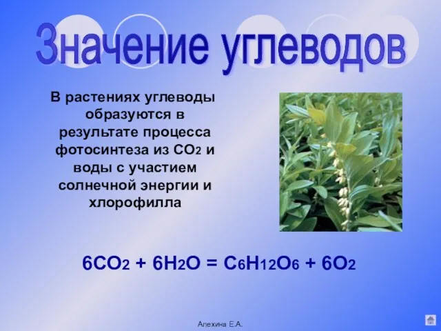 В растениях углеводы образуются в результате процесса фотосинтеза из СО2