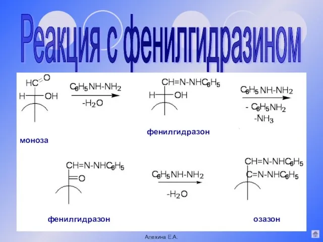 Реакция с фенилгидразином моноза фенилгидразон фенилгидразон озазон Алехина Е.А.