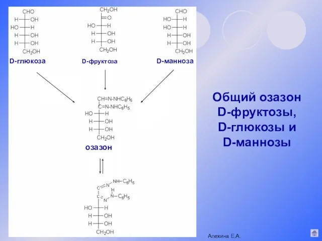 Общий озазон D-фруктозы, D-глюкозы и D-маннозы Алехина Е.А. D-глюкоза D-фруктоза D-манноза озазон