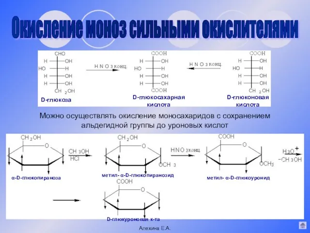 Можно осуществлять окисление моносахаридов с сохранением альдегидной группы до уроновых