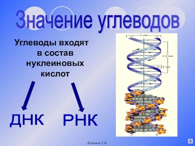 Углеводы входят в состав нуклеиновых кислот Значение углеводов ДНК РНК Алехина Е.А.