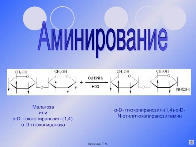 α-D- глюкопиранозил-(1,4)-α-D- N-этилглюкопиранозиламин Аминирование Мальтоза или α-D- глюкопиранозил-(1,4)- α-D-глюкопираноза Алехина Е.А.