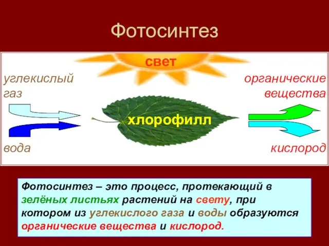 Фотосинтез – это процесс, протекающий в зелёных листьях растений на