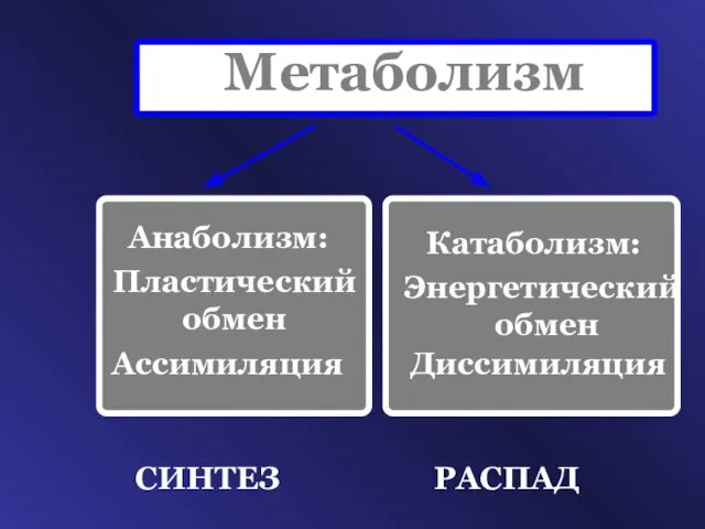 Метаболизм Пластический обмен Ассимиляция СИНТЕЗ Анаболизм: Энергетический обмен Диссимиляция РАСПАД Катаболизм: