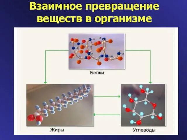 Взаимное превращение веществ в организме