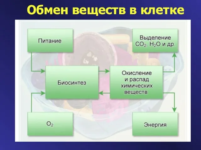 Обмен веществ в клетке