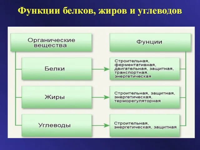 Функции белков, жиров и углеводов