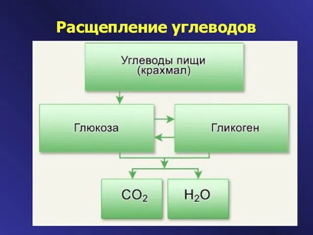 Расщепление углеводов