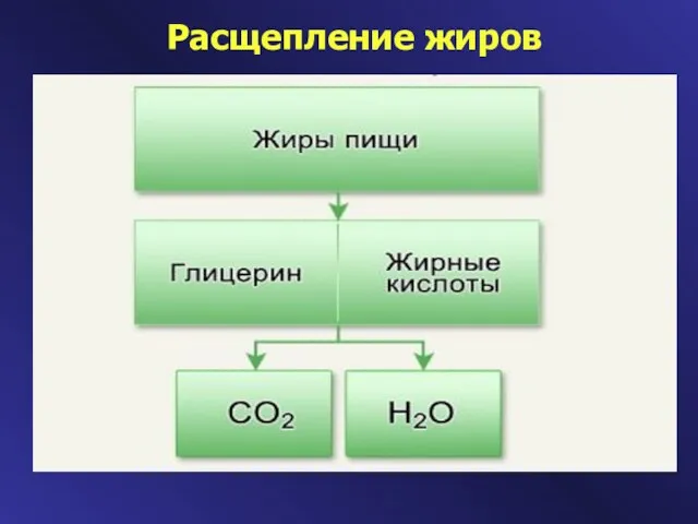 Расщепление жиров