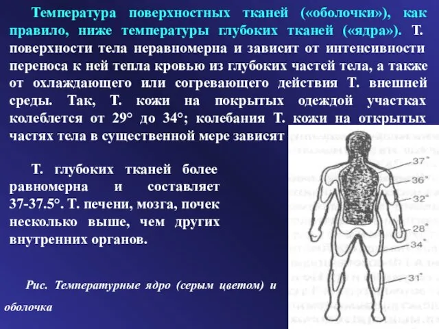 Температура поверхностных тканей («оболочки»), как правило, ниже температуры глубоких тканей