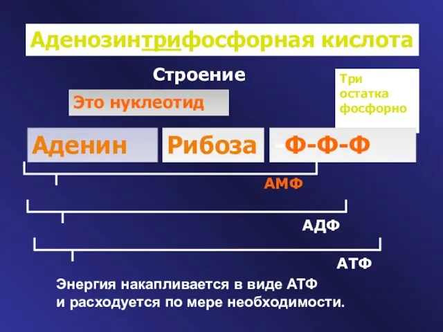 Аденозинтрифосфорная кислота Строение Это нуклеотид Три остатка фосфорной кислоты Аденин