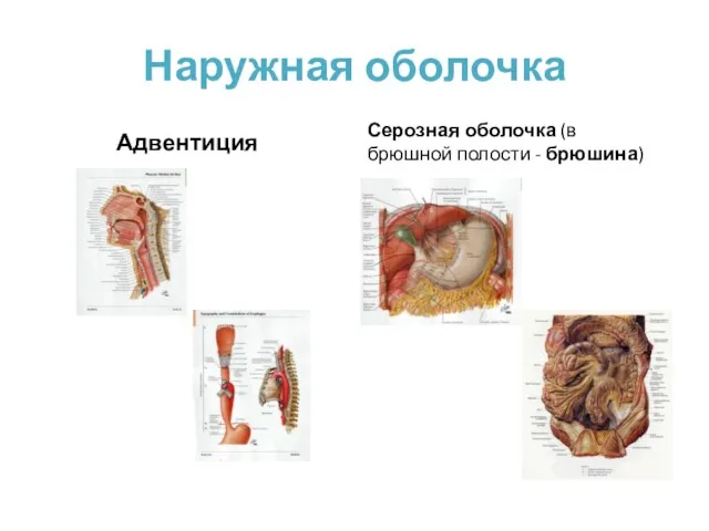 Наружная оболочка Адвентиция Серозная оболочка (в брюшной полости - брюшина)