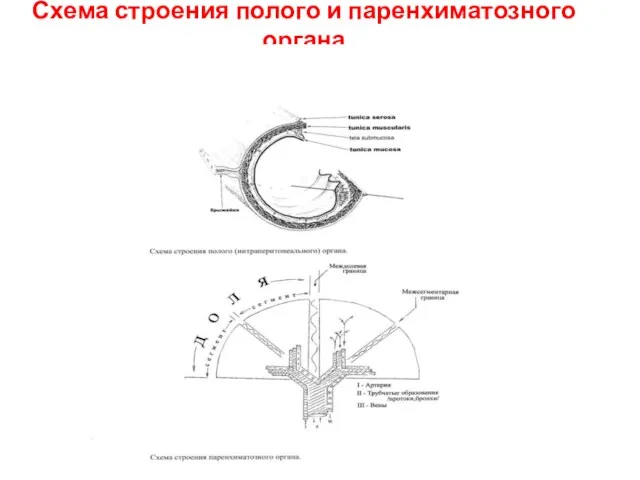Схема строения полого и паренхиматозного органа