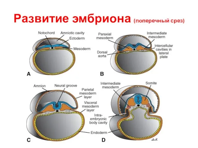 Развитие эмбриона (поперечный срез)