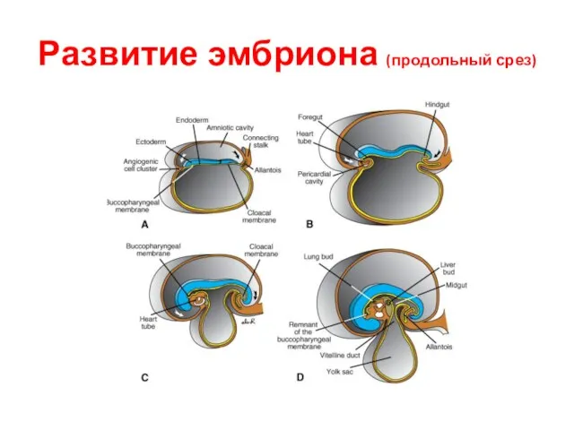 Развитие эмбриона (продольный срез)