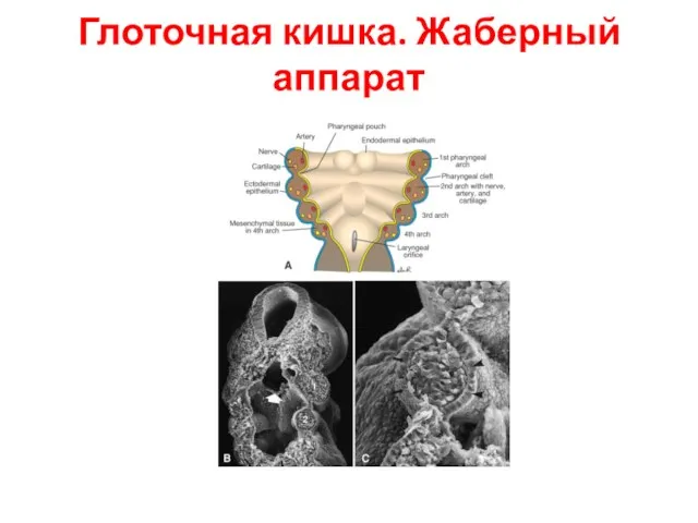 Глоточная кишка. Жаберный аппарат