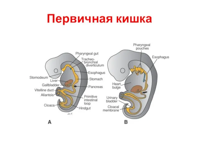 Первичная кишка