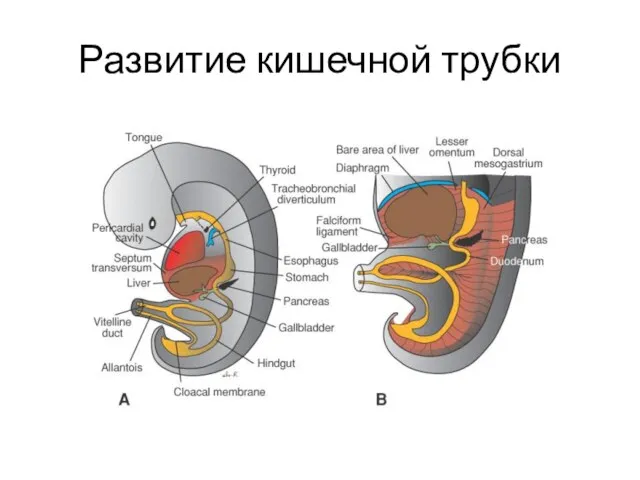 Развитие кишечной трубки