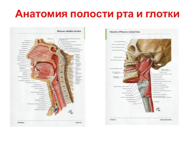 Анатомия полости рта и глотки