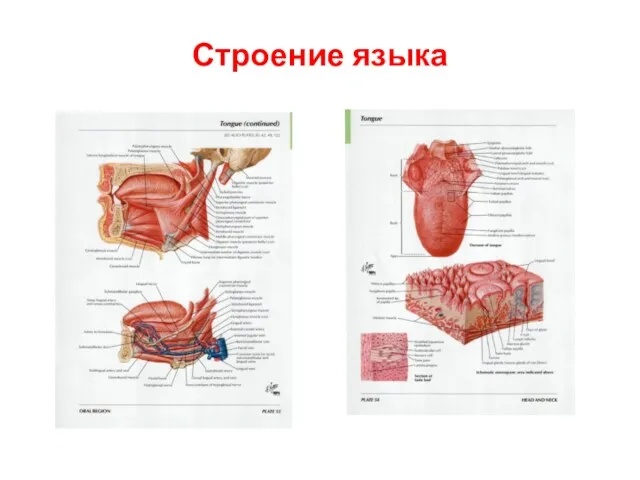 Строение языка