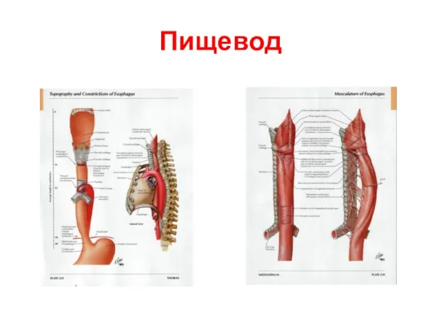 Пищевод