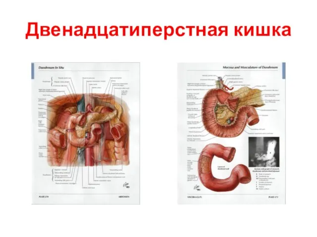 Двенадцатиперстная кишка