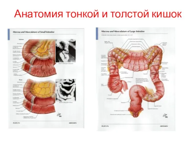 Анатомия тонкой и толстой кишок Тонкая кишка