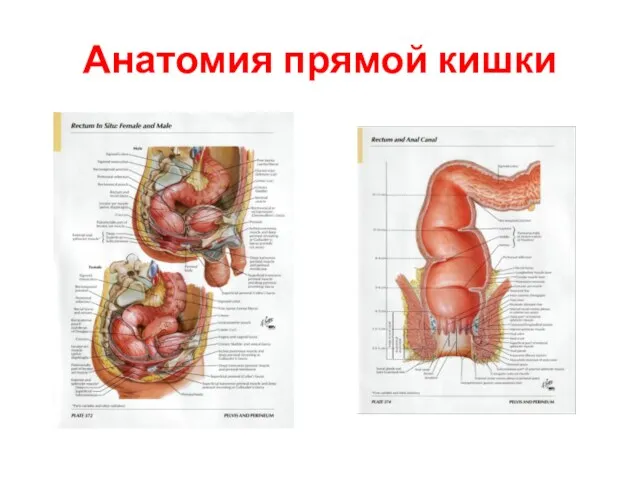 Анатомия прямой кишки