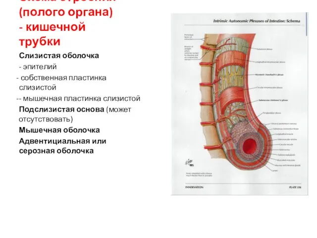Схема строения (полого органа) - кишечной трубки Слизистая оболочка - эпителий собственная пластинка