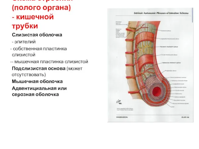 Схема строения (полого органа) - кишечной трубки Слизистая оболочка -