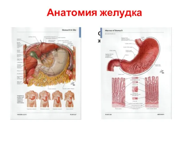Анатомия желудка желудок Слизистая оболочка желудка