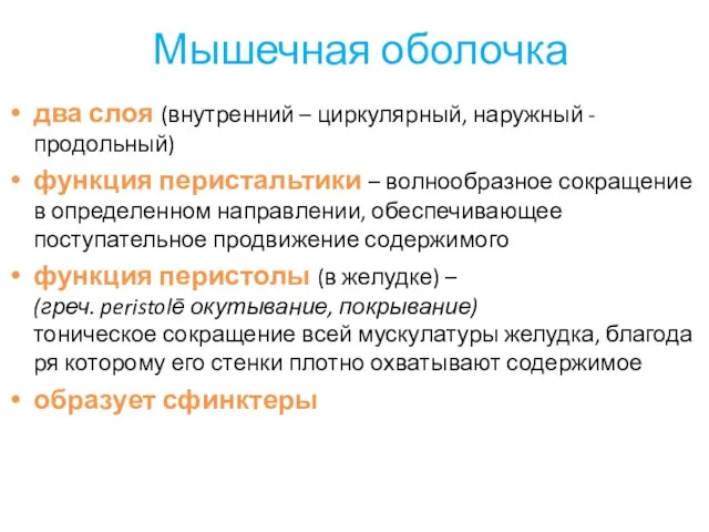 Мышечная оболочка два слоя (внутренний – циркулярный, наружный - продольный)