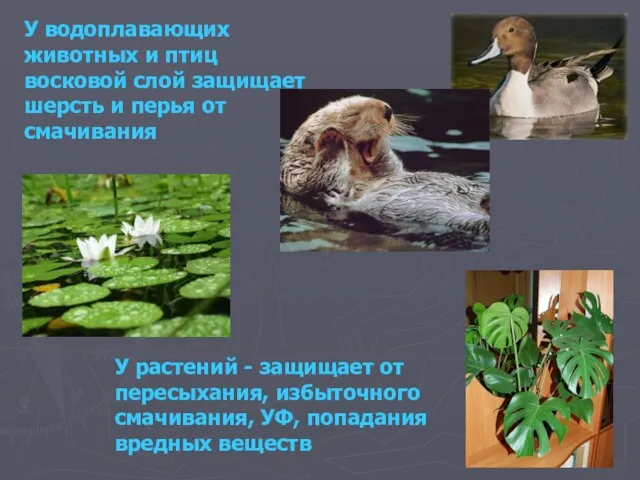 У водоплавающих животных и птиц восковой слой защищает шерсть и