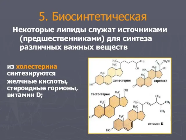 5. Биосинтетическая Некоторые липиды служат источниками (предшественниками) для синтеза различных