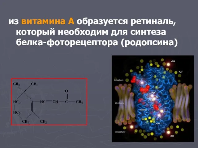 из витамина А образуется ретиналь, который необходим для синтеза белка-фоторецептора (родопсина)