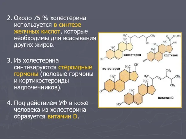 2. Около 75 % холестерина используется в синтезе желчных кислот,