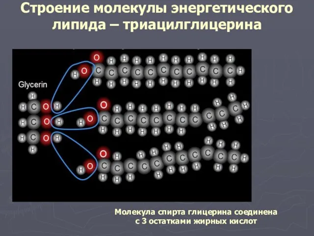 Строение молекулы энергетического липида – триацилглицерина Молекула спирта глицерина соединена с 3 остатками жирных кислот