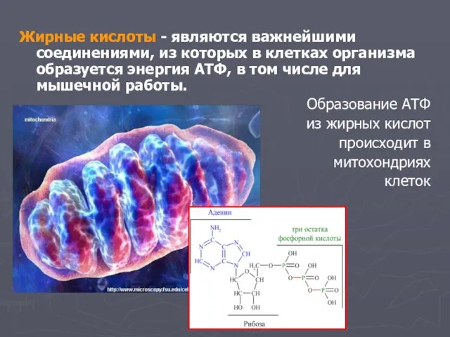 Жирные кислоты - являются важнейшими соединениями, из которых в клетках