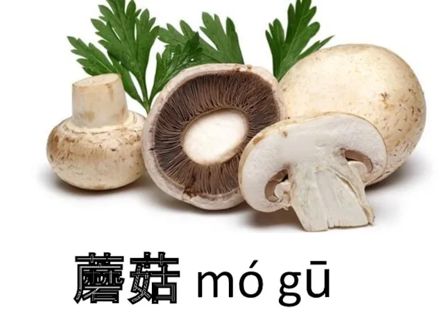 蘑菇 mó gū