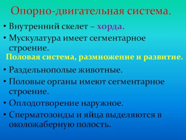 Опорно-двигательная система. Внутренний скелет – хорда. Мускулатура имеет сегментарное строение.