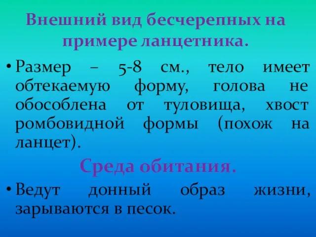 Внешний вид бесчерепных на примере ланцетника. Размер – 5-8 см.,